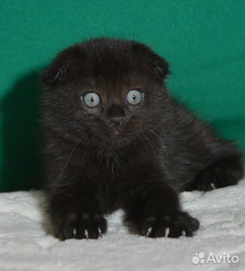 Вислоухий черный