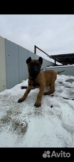 Щенки Бельгийской Овчарки