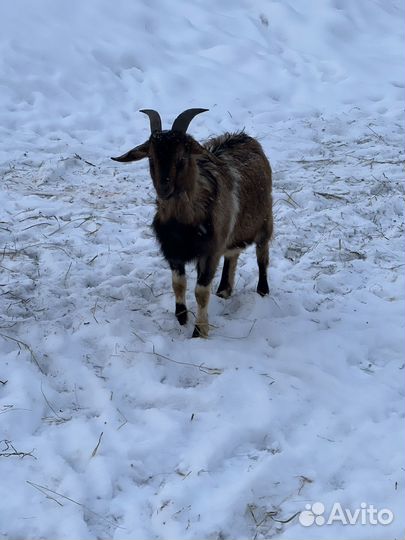 Продам взрослых коз и ягнят