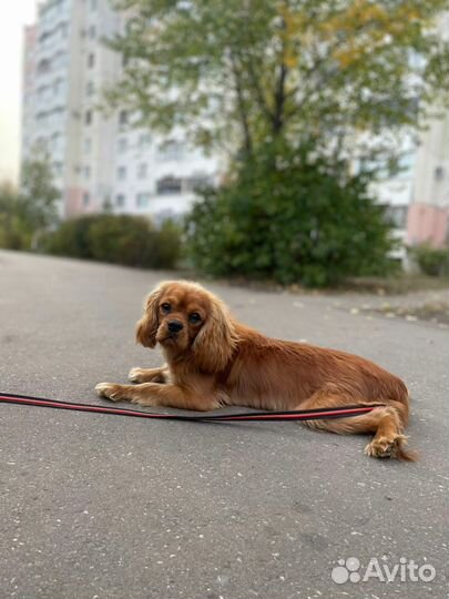 Кавалер кинг чарльз спаниель мальчик