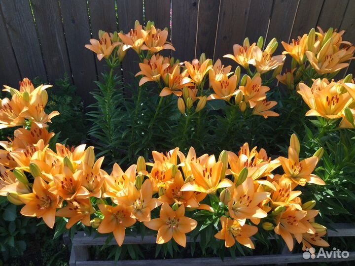 Лилии луковицы