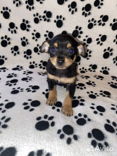 Маленькая собака