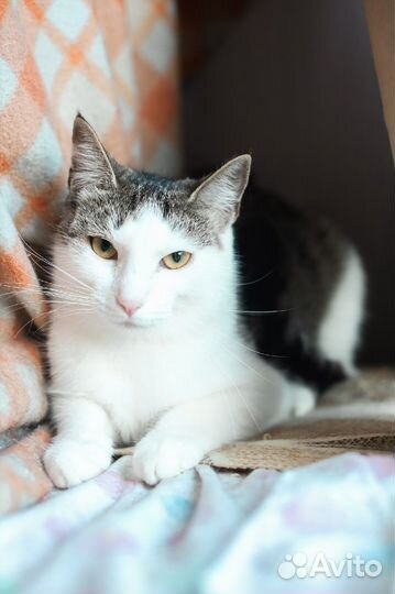 Кошки из приюта