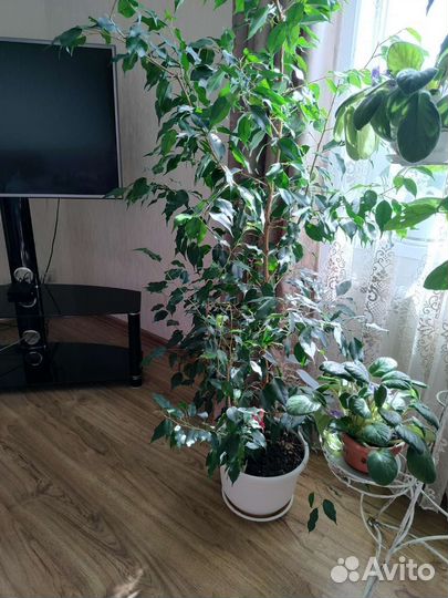 Фикус бенджамина