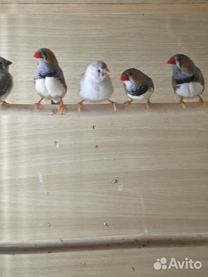 Зебровые амадины