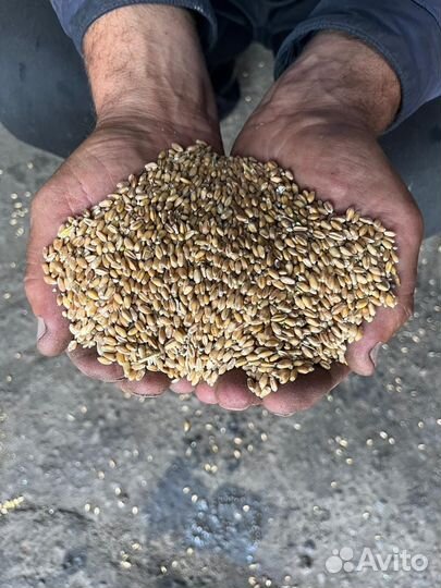 Зерно пшеница