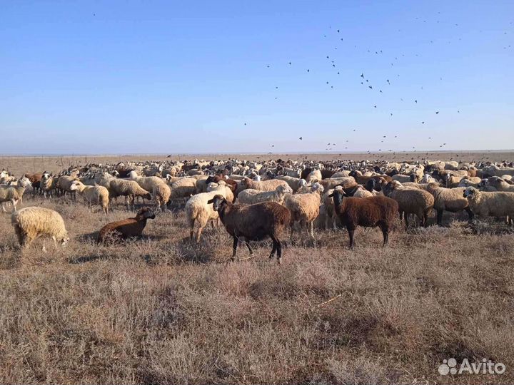 Продам барашек