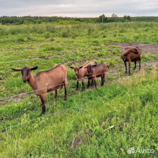 Коровы, козы