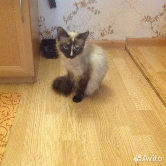 Отдам кошечку