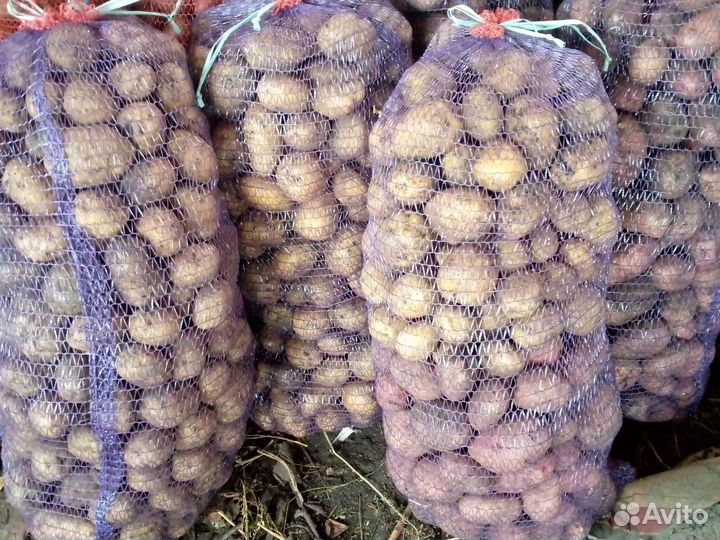 Картофель сертфицированный