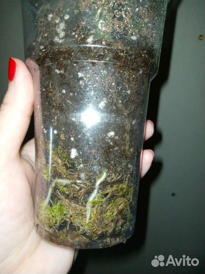 Шизматоглотис