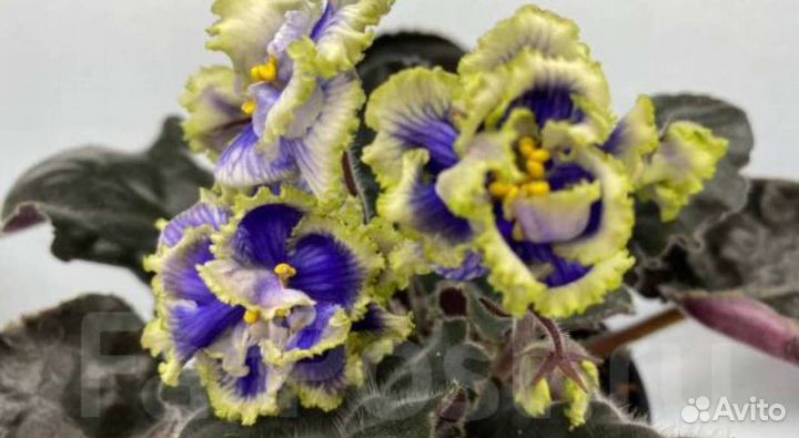 Фиалка сортовая