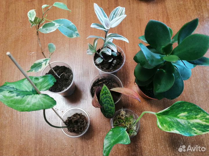 Набор комнатных растений