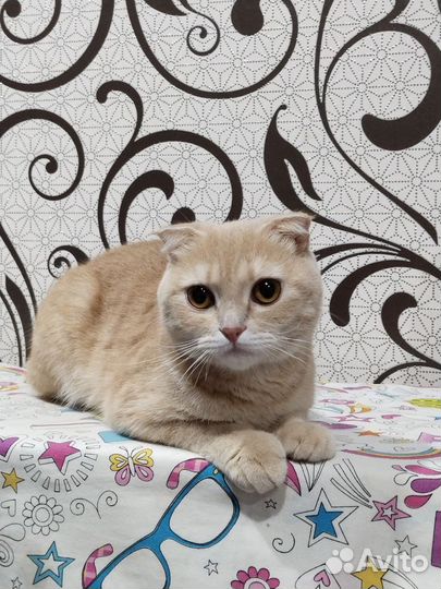 Отдам в добрые руки, кошечку