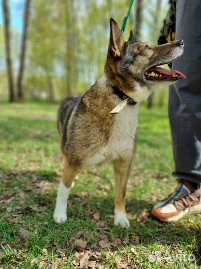 Собака Тома для дома