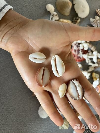 Ракушки с разных уголков земли