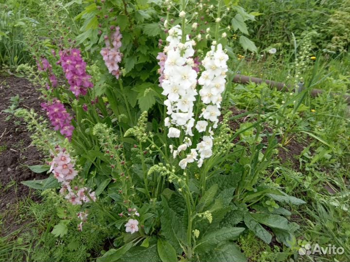 Многолетники