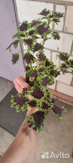 Домашние цветы