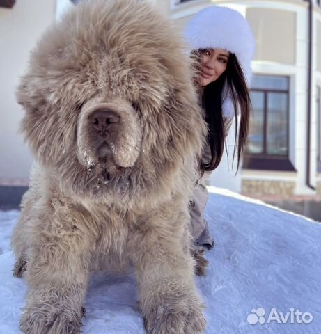 Тибетский Мастиф медведь