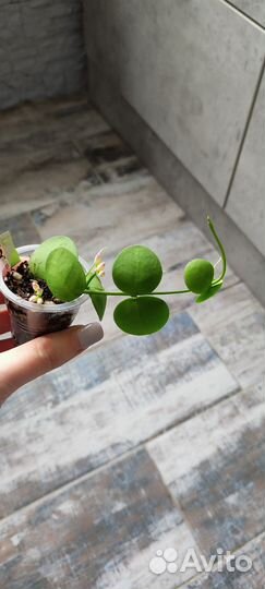 Дисхидия Клейстанта Снейли