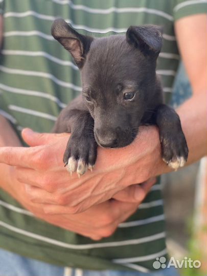 Собаки в добрые руки