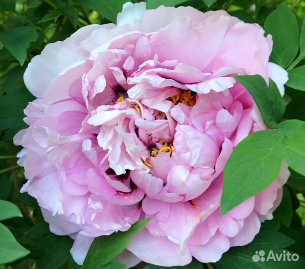 Пион розовый многолетний