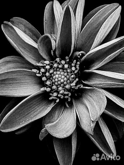 Картина для интерьера 