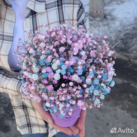 Гипсофила в стаканчике