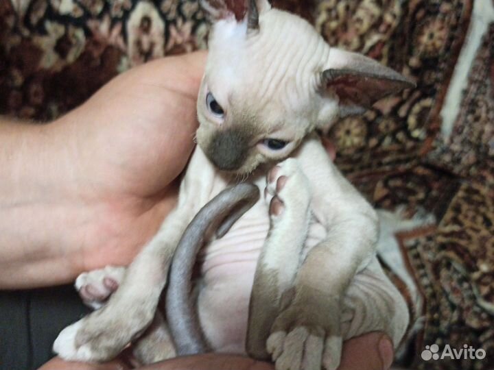 Канадский сфинкс котенок девочка