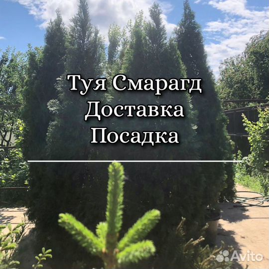 Туя экстра