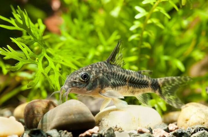 Аквариумные рыбки сомики коридорасы, моллинезии