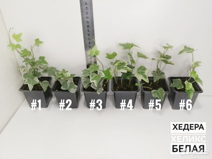 Комнатные цветы разные