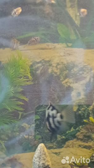 Аквариумные рыбки попугай панда(сапфировый)