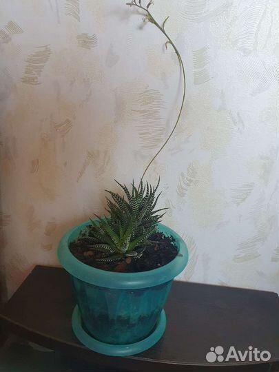 Хавортия жемчужная