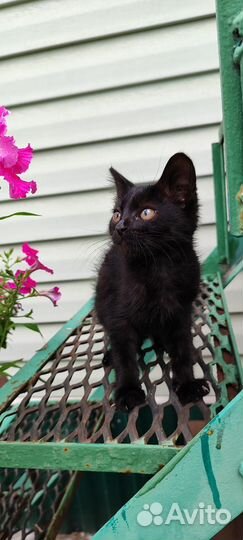 Котенок Симба