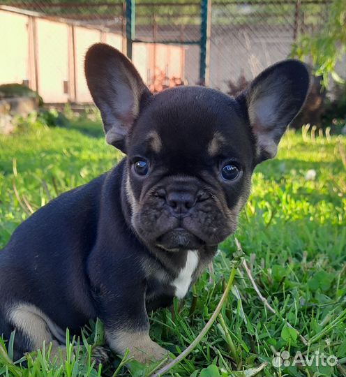 Французский бульдог
