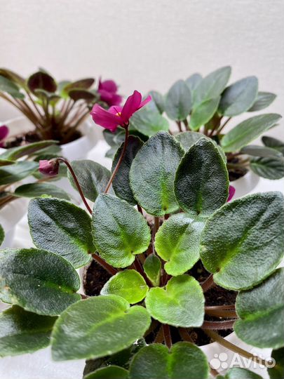 Фиалка Dancin Trail