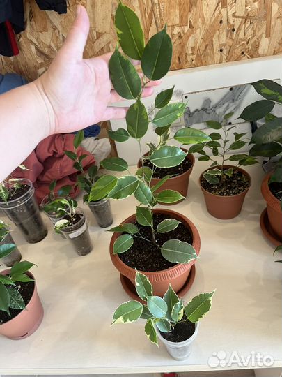 Сортовые фикусы