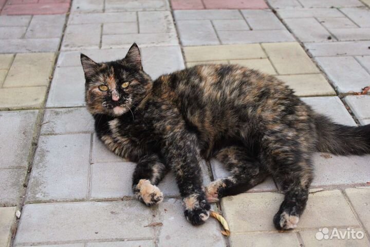 Кошка в добрые руки