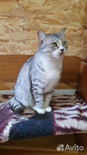 Кошка в дар