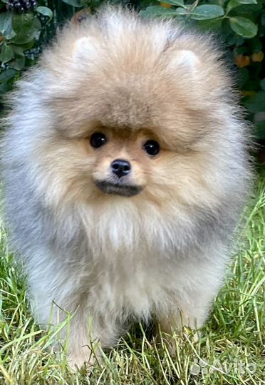 Померанский шпиц медвежьего типа
