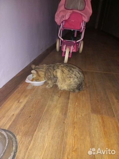 Ищет дом котик