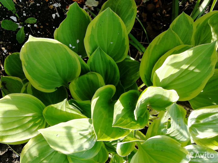 Гипсофила, хоста и др