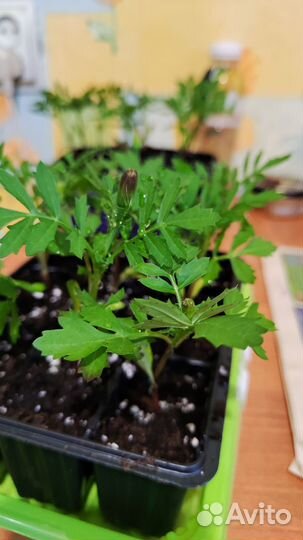 Рассада бархатцы