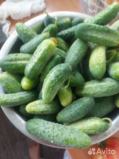 Огурцы свежие домашние
