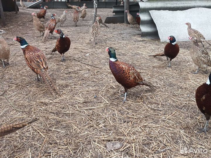 Фазан охотничий