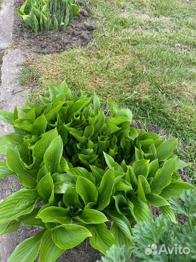 Хоста растение