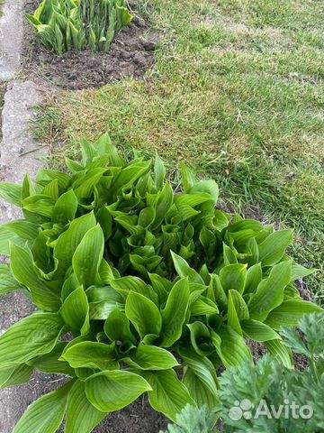 Хоста растение