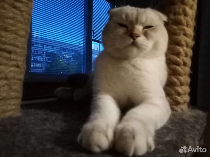 Коты для вязки