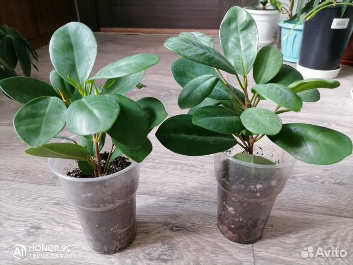 Фикус Мокламе